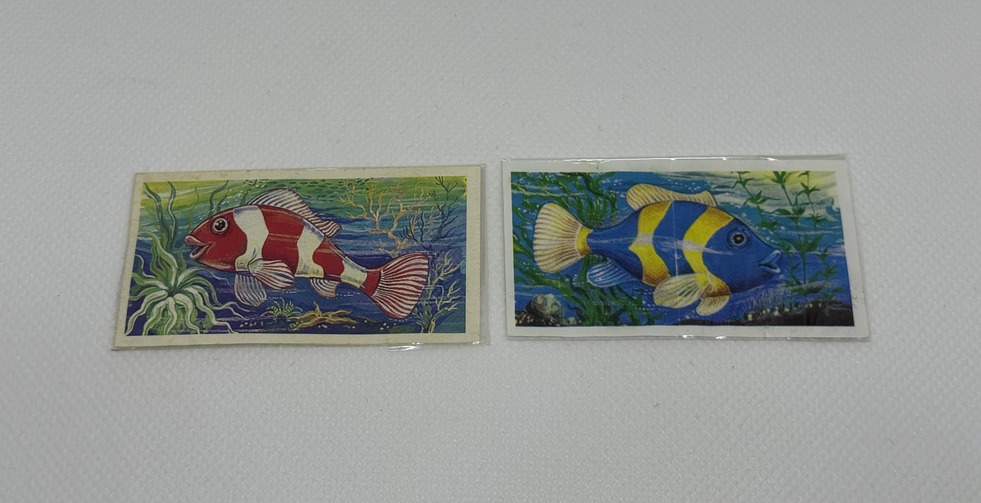 Los pescados bicolor - Cartina